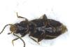 Tachys bistriatus